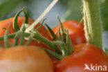 Tomato (Solanum lycopersicum)