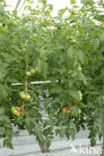 Tomato (Solanum lycopersicum)