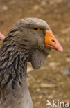 Toulouse Goose (Anser anser f. domestica)