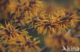 Chinese witchhazel (Hamamelis mollis)