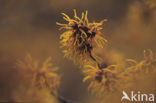 Chinese witchhazel (Hamamelis mollis)