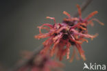 Chinese witchhazel (Hamamelis mollis)