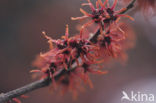 Chinese witchhazel (Hamamelis mollis)