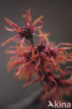 Chinese witchhazel (Hamamelis mollis)