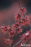 Chinese witchhazel (Hamamelis mollis)