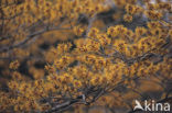 Toverhazelaar (Hamamelis mollis)