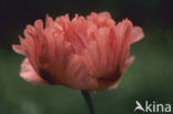Tulip (Tulipa)