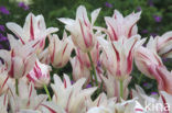 Tulip (Tulipa)