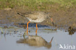 Common Redshank (Tringa totanus)