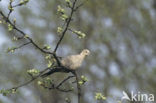 Turkse Tortel (Streptopelia decaocto)