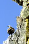 Eurasian Griffon (Gyps fulvus)