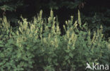 Valse salie (Teucrium scorodonia)