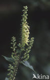 Valse salie (Teucrium scorodonia)