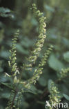 Valse salie (Teucrium scorodonia)