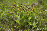 Lady’s slipper (Cypripedium calceolus)