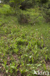 Lady’s slipper (Cypripedium calceolus)