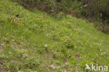 Lady’s slipper (Cypripedium calceolus)