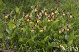 Lady’s slipper (Cypripedium calceolus)
