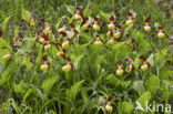 Lady’s slipper (Cypripedium calceolus)