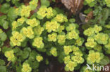 Verspreidbladig goudveil (Chrysosplenium alternifolium)