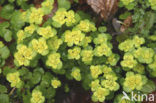 Alternate-leaved Golden Saxifrage (Chrysosplenium alternifolium)