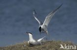 Common Tern (Sterna hirundo)