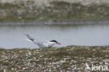 Common Tern (Sterna hirundo)