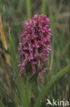 Vleeskleurige orchis (Dactylorhiza incarnata) 