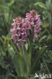 Vleeskleurige orchis (Dactylorhiza incarnata) 