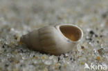 Thick-lipped Spire-shell (Rissoa membranacea)