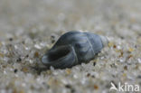 Thick-lipped Spire-shell (Rissoa membranacea)