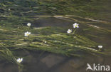 Vlottende waterranonkel (Ranunculus fluitans) 