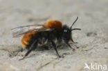 Vosje (Andrena fulva)