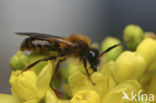 Vosje (Andrena fulva)