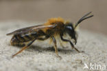 Vosje (Andrena fulva)