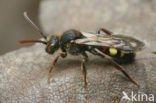 Vroege wespbij (Nomada leucophthalma) 