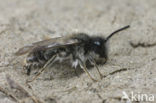 mining bee (Andrena praecox)