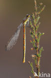 Large Red Damselfly (Pyrrhosoma nymphula)