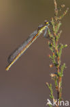 Large Red Damselfly (Pyrrhosoma nymphula)