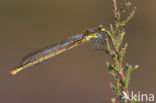 Large Red Damselfly (Pyrrhosoma nymphula)