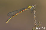 Large Red Damselfly (Pyrrhosoma nymphula)