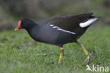 Waterhoen (Gallinula chloropus)