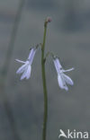 Waterlobelia (Lobelia dortmanna)