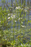 Waterviolet (Hottonia palustris)