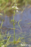 Waterviolet (Hottonia palustris)