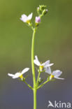 Waterviolet (Hottonia palustris)