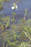 Waterviolet (Hottonia palustris)