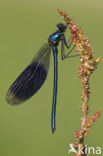 Weidebeekjuffer (Calopteryx splendens)