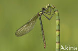Weidebeekjuffer (Calopteryx splendens)