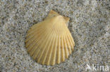 Wijde mantel (Aequipecten opercularis)